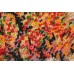 Main Bead Embroidery Kit Autumn Kaleidoscope (Landscapes), AB-311 by Abris Art - buy online! ✿ Fast delivery ✿ Factory price ✿ Wholesale and retail ✿ Purchase Great kits for embroidery with beads