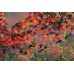 Main Bead Embroidery Kit Autumn scenes-1 (Landscapes), AB-412 by Abris Art - buy online! ✿ Fast delivery ✿ Factory price ✿ Wholesale and retail ✿ Purchase Great kits for embroidery with beads