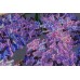 Main Bead Embroidery Kit Wisteria (Flowers), AB-711 by Abris Art - buy online! ✿ Fast delivery ✿ Factory price ✿ Wholesale and retail ✿ Purchase Great kits for embroidery with beads