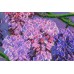 Main Bead Embroidery Kit Wisteria (Flowers), AB-711 by Abris Art - buy online! ✿ Fast delivery ✿ Factory price ✿ Wholesale and retail ✿ Purchase Great kits for embroidery with beads