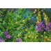 Mini Bead embroidery kit Wild field, AM-172 by Abris Art - buy online! ✿ Fast delivery ✿ Factory price ✿ Wholesale and retail ✿ Purchase Sets-mini-for embroidery with beads on canvas