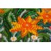 Mid-sized bead embroidery kit Earth stars (Flowers), AMB-009 by Abris Art - buy online! ✿ Fast delivery ✿ Factory price ✿ Wholesale and retail ✿ Purchase Sets MIDI for beadwork
