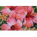Mid-sized bead embroidery kit Tanzanian flowers (Flowers), AMB-026 by Abris Art - buy online! ✿ Fast delivery ✿ Factory price ✿ Wholesale and retail ✿ Purchase Sets MIDI for beadwork