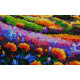 Bead Embroidery Kit on Art Canvas "Evening over the meadow"