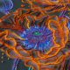 Bead Embroidery Kit on Art Canvas "Neon Poppies"