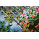 Bead Embroidery Kit on Art Canvas "Garden"
