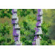 Bead Embroidery Kit on Art Canvas "Watering place"