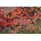 Bead Embroidery Kit on Art Canvas "Autumn scenes-1"