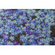 Bead Embroidery Kit on Art Canvas "Hide and Seek"