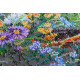 Bead Embroidery Kit on Art Canvas "In grass"