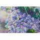 Bead Embroidery Kit on Art Canvas "Hydrangeas"