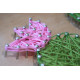 String Art Kit "Cactus"