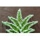String Art Kit "Pineapple"