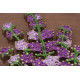 String Art Kit "Lavender"