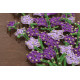 String Art Kit "Lavender"
