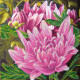 Bead Embroidery Pattern on Art Canvas "Pink lotus"
