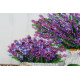 Midi Bead Embroidery Kit on Art Canvas "Lavander`s aroma"